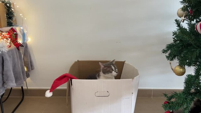 Gatito saltando sobre otro gato en caja de Navidad