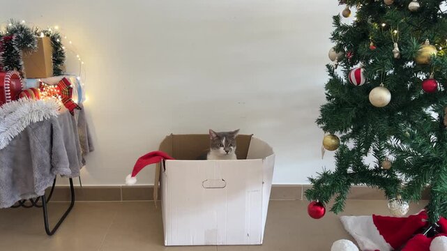 Gato en caja de Navidad observando los adornos