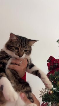 Hombre con gorro de Santa sujetando un gatito en Navidad