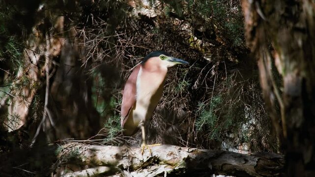Nankeen Night-Heron stands alert on a tree branch within a shaded forest area while looking for prey during the daytime