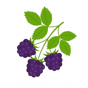 blackberry illustration 