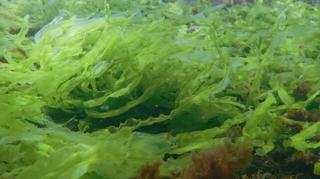 Close up of vivid green gutweed algae (Ulva intestinalis, Enteromorpha intestinalis) sways in waves on bright sun glare, natural underwater scene