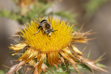 Blue-banded bee gathering nectar on a spiky yellow thistle. © João Macedo