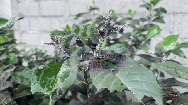 Close up view of aphids infesting a plant leaf.