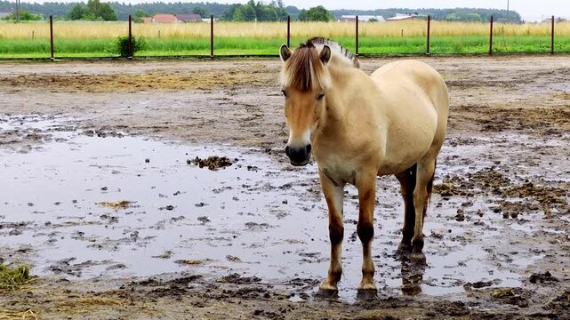 Light dun Norwegian Fjord horse standing in a muddy puddle on a sandy paddock, two tone mane, dark muzzle, fence and green field background, outdoor daylight shot.