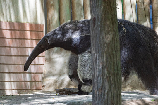 Giant anteater walking in a natural zoo enclosure