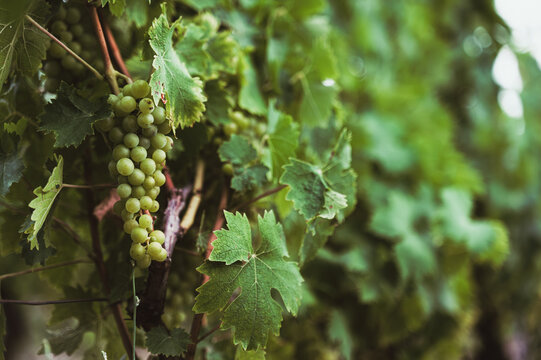 Close-up of green unripe grapes hanging on a grapevine in a vineyard
