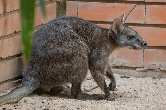 Swamp wallaby walking across sand in enclosure