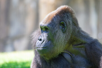 Fototapeta premium Gorilla observing surroundings thoughtfully in profile