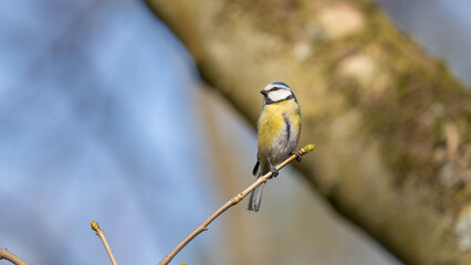 Birds of Spring - Blue Tit Perched on Branch - Cyanistes caeruleus Wildlife Portrait © Sebastian