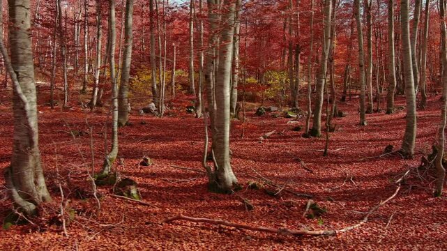 Aerial landscape of autumn beech forest with red foliage. Moving in tall trees in woodland, natural scenery background, 4k