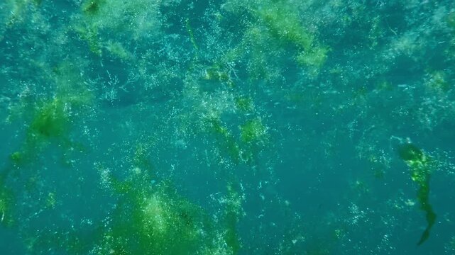 Underwater macro shot of tiny oxygen air bubbles rising through blue sea water filled with floating scraps of green algae sways in waves shiny in sun flares