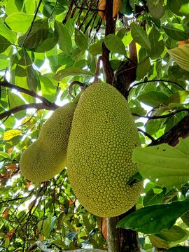 A close-up shot of two large, bumpy-textured green jackfruits hanging directly from the branch of a tree, surrounded by lush green foliage under natural sunlight in a tropical orchard.