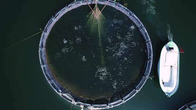 Aerial view of trout feeding inside a circular cage on a reservoir. A service boat, feed distribution, active fish, and water splashes show daily work in a modern commercial trout production facility.