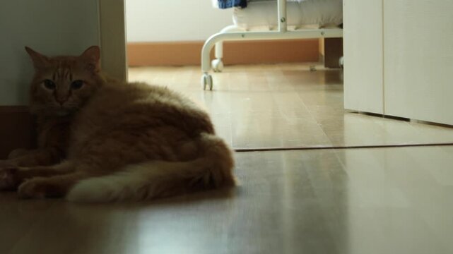 Horizontal 4K eye level video of an orange Siberian cat lying comfortably on the floor near staircase steps wagging its tail softly