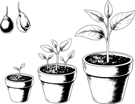 Una l&iacute;nea en blanco y negro que muestra las etapas del crecimiento de las plantas desde las semillas hasta las pl&aacute;ntulas en macetas