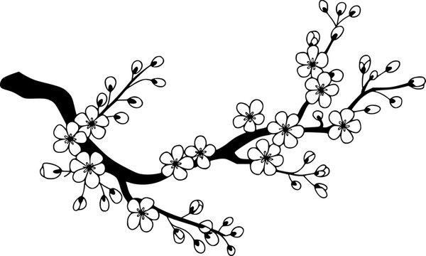 Un blanco y negro de una rama de flor de cerezo floreciendo aislada sobre un fondo blanco liso