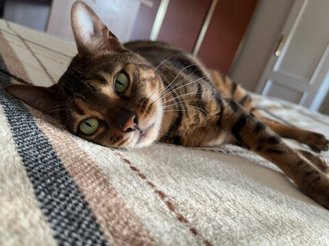 Relaxed Bengal cat lying on a bed and looking directly into the camera. Expressive green eyes.