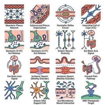 Collection of gut-brain axis and enteric nervous system icons illustrating neural pathways and cellular functions for medical and scientific concepts