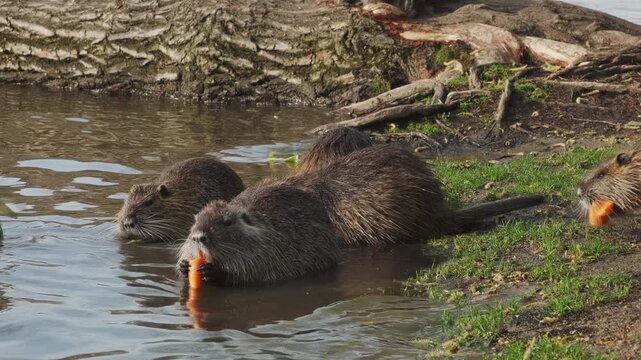 Nutria animals eating carrot on island in the Vivtava River, Prague, 4k