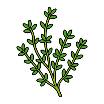 Fresh thyme herb sprig vector illustration