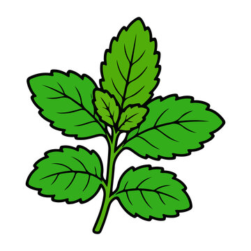Fresh mint leaves vector illustration