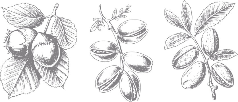 Bot&aacute;nica vintage de avellanas, pistachos y almendras