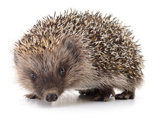 Small hedgehog isolated on white background © Anatolii