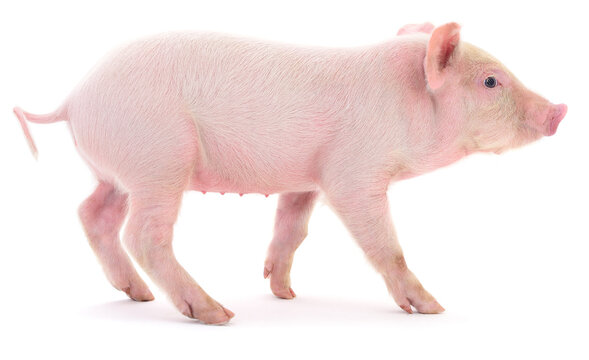 Small pink piglet walking isolated on white background