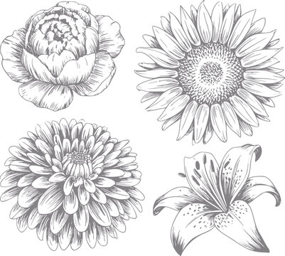 Colecci&oacute;n vintage de cuatro flores diferentes: peon&iacute;a, girasol, dalia, lirio