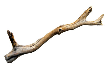 Fototapeta premium Antler Bone Fragment Isolated on Black Background Light Beige Texture deer wildlife, Isolated on Transparent Background