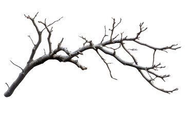 Fototapeta premium Detailed White Branching Structure Isolated on Black Background branches, Isolated on Transparent Background