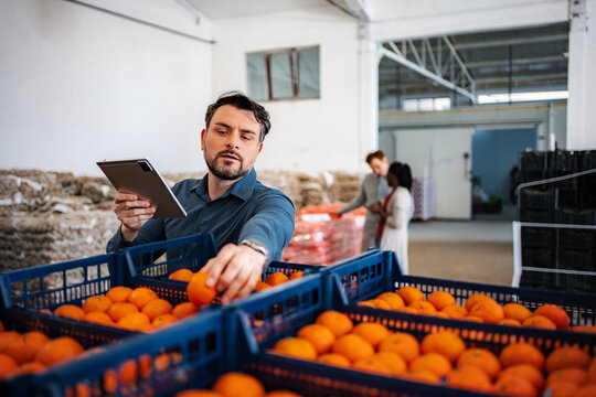 Man checking oranges supply chain and quality control with tablet