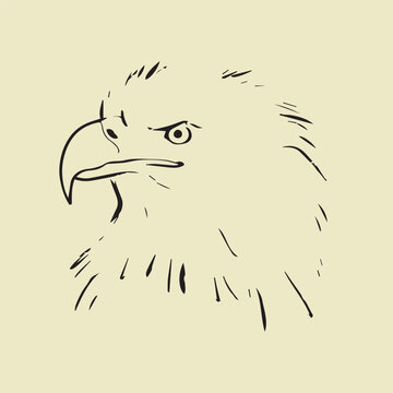 Hand drawn vector illustration of an eagle head portrait, black and white ink sketch style