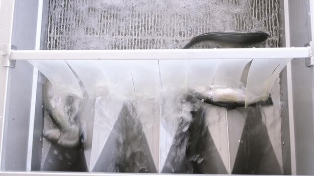 Harvested trout move across a water-sprayed metal grate in a processing line. The close-up shows post-harvest washing, sorting, cleaning, and industrial seafood production in progress at this factory.