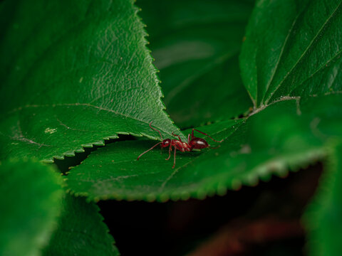 Macro close up of a red ant crawling on vibrant green leaves in a natural garden setting highlighting wildlife and botany details