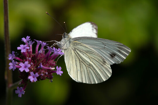 a Green-veined White (Pieris napi) feeding on a purple verbena flower,  Isolated against background. Good eye detail