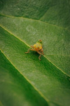 Macro close up shot of a small green leafhopper nymph perched on a vibrant green leaf highlighting wildlife and nature detail