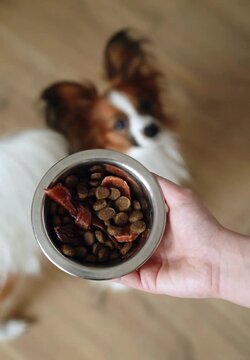 Close up bowl of mixed dog treats with papillon waiting behind