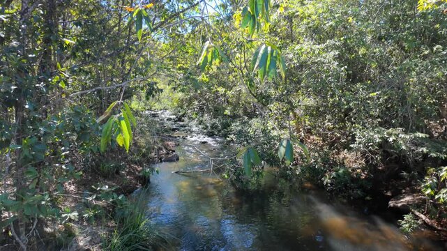 Tilt down from lush green canopy revealing a peaceful forest stream