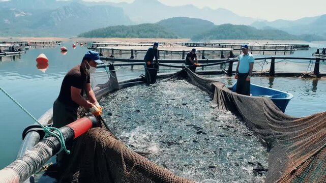 Workers at a reservoir trout farm pull a harvest net and gather fish beside a small boat. The scene shows cage farming, active trout, teamwork and a commercial aquaculture harvest process in progress.