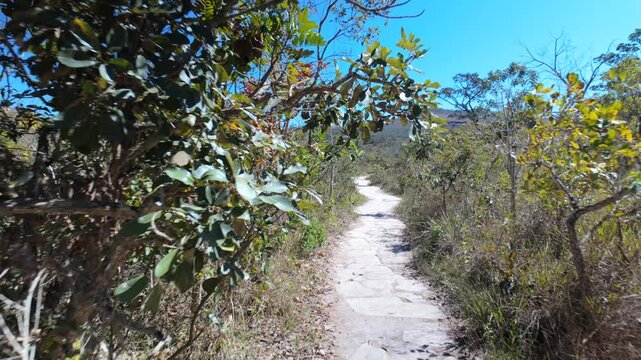 Immersive walking POV through green foliage in tropical savanna