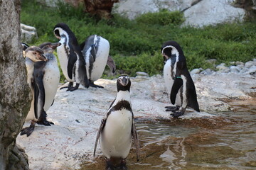 king penguin colony © Argene