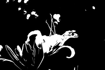 abstract floral backgroundAbstrakte Lilie im High-Contrast-Look – Schwarz-Weiß-Grafik einer Blüte © Pawel Hordjewicz