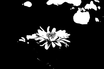 Stilisierte Blüte im Schwarz-Weiß-Kontrast auf dunklem Hintergrund © Pawel Hordjewicz