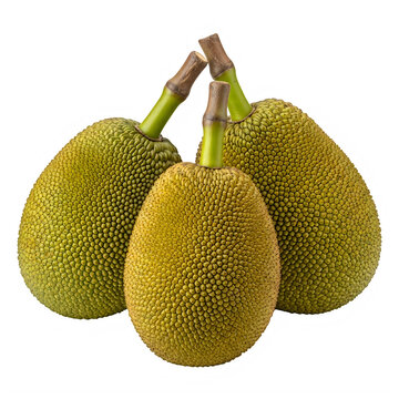 fresh jackfruit fruit isolated on transparent background