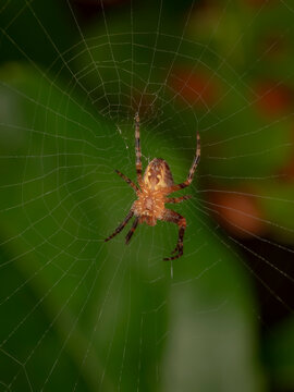 Macro close up of a brown orb weaver spider waiting in the center of its intricate geometric web in a natural garden environment