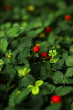 Wild strawberries in a green bush. Mock strawberries in a green bush. Wild fruit. Wild strawberries. Mock strawberry's