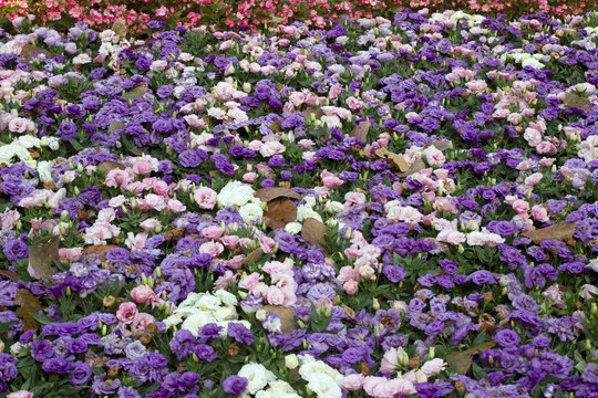 Beautiful flowers in the flower garden.