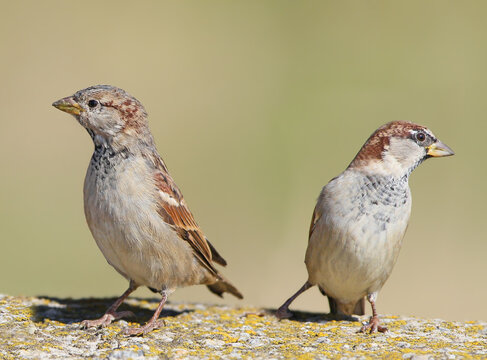 Two house sparrows standing back-to-back on a stone ledge, looking in opposite directions.